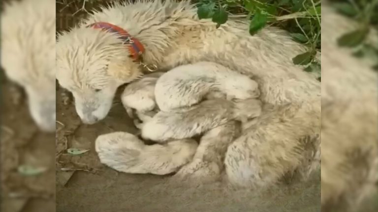 mama dog protecting her pups