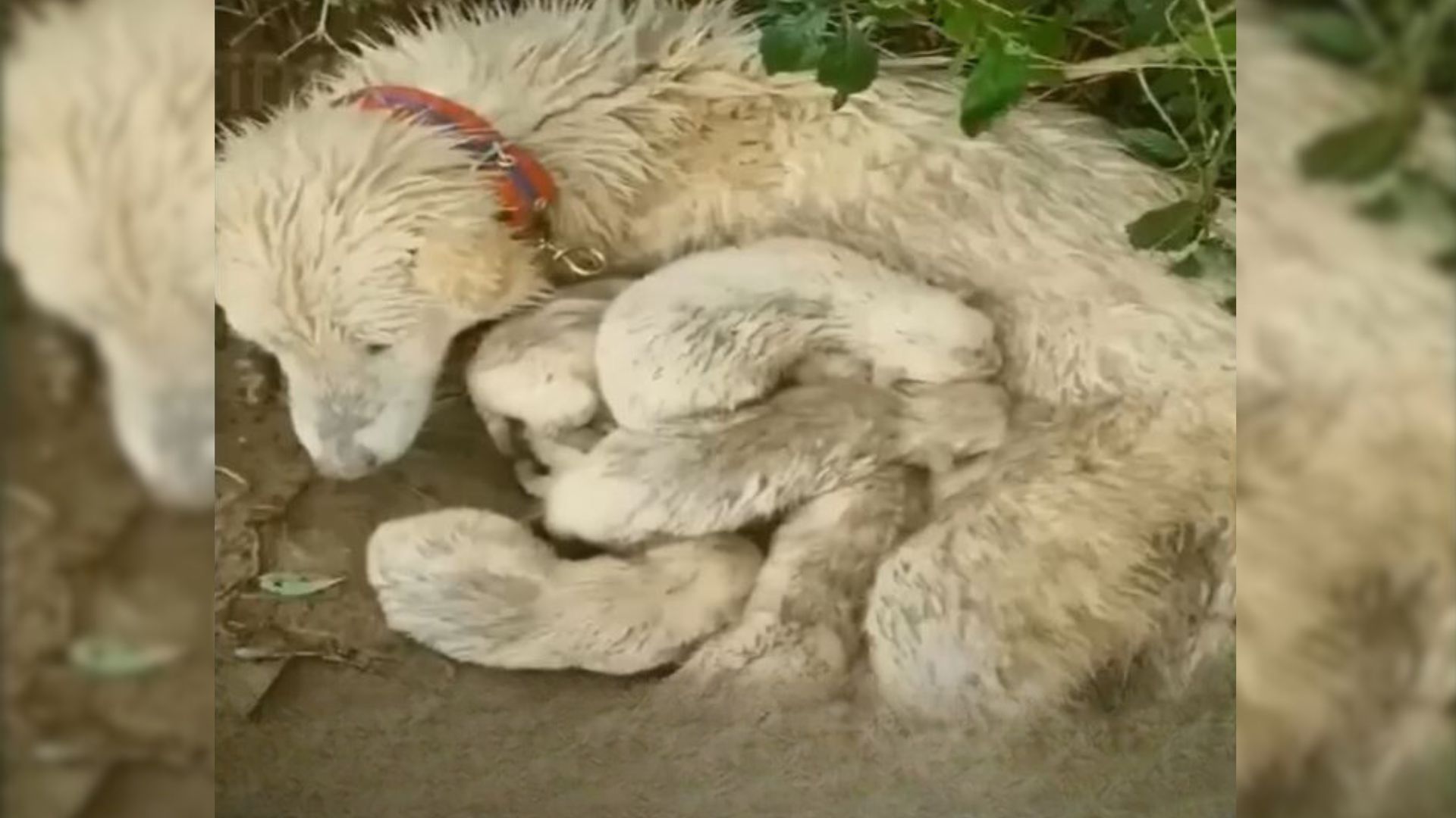 Frightened Mama Dog Who Was Protecting Her Pups Realizes That Help Finally Came