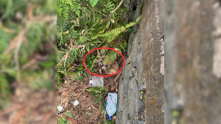 hidden puppies in a bush