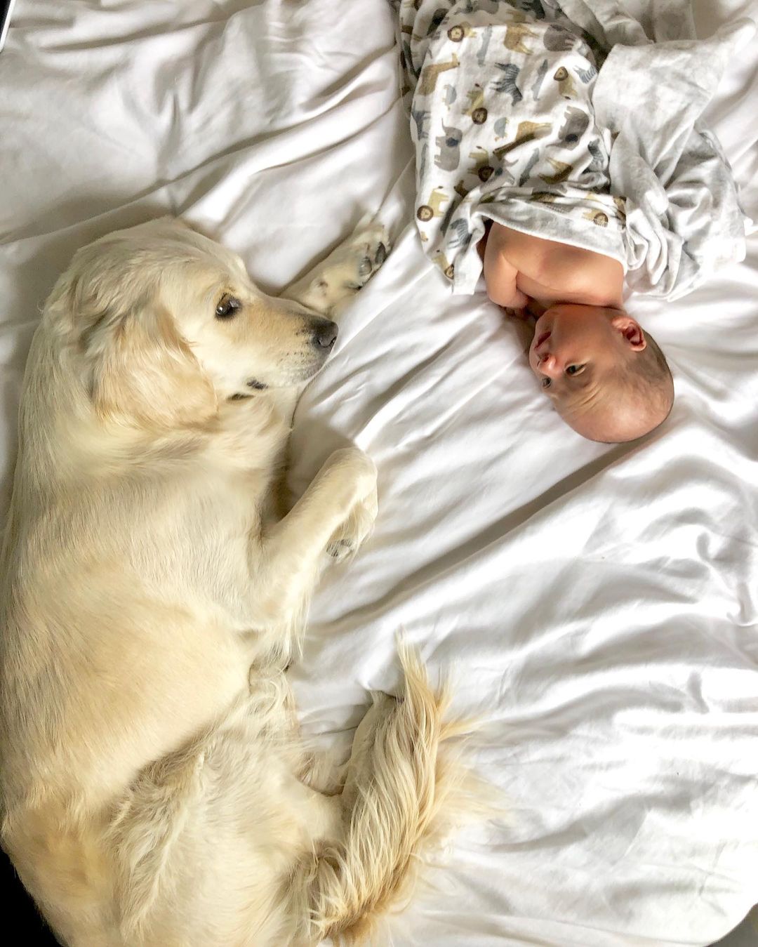 Golden Retriever laying next to baby