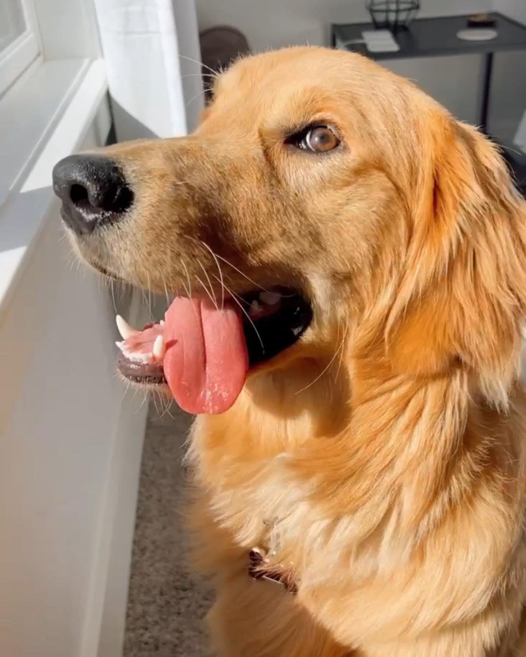 Golden Retriever with tongue out