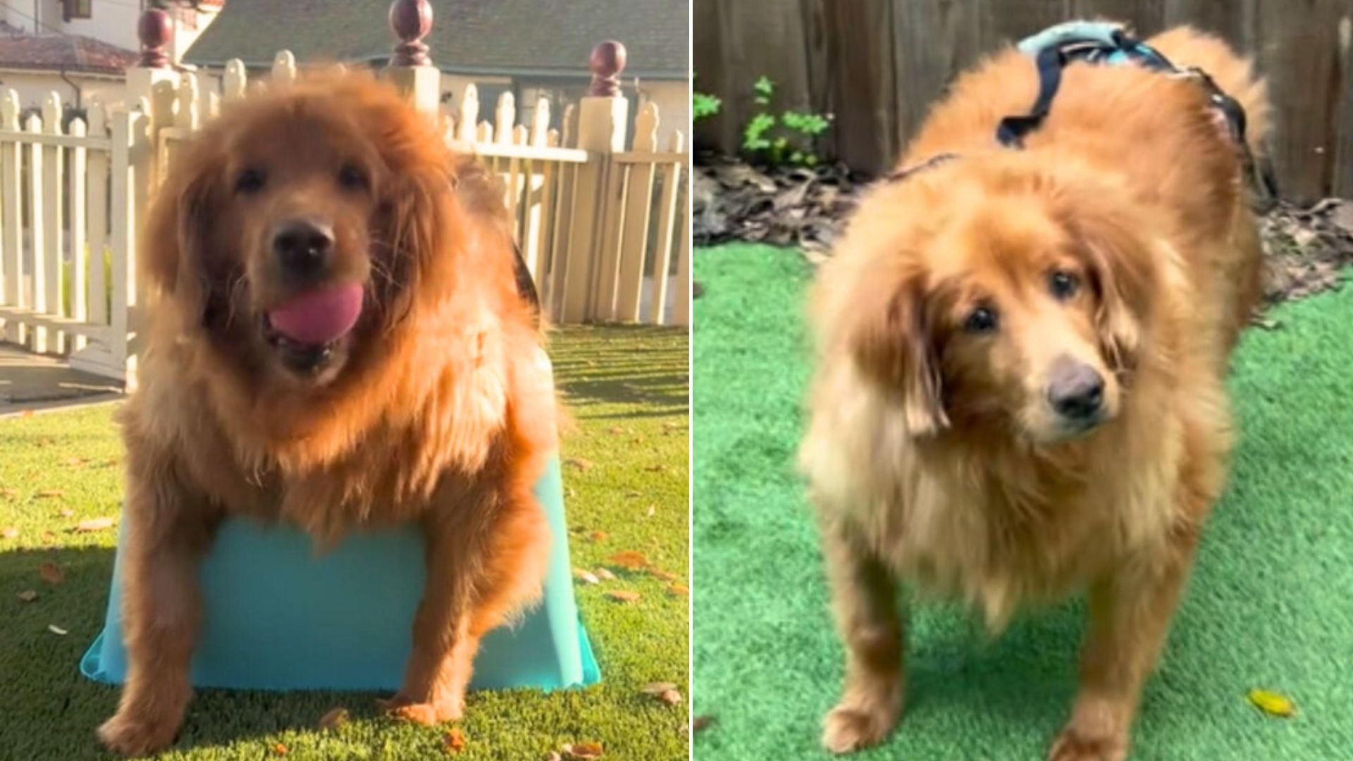 Owners Wanted To Euthanize Their Goldie For Being Overweight, Now She’s A Brand New Dog