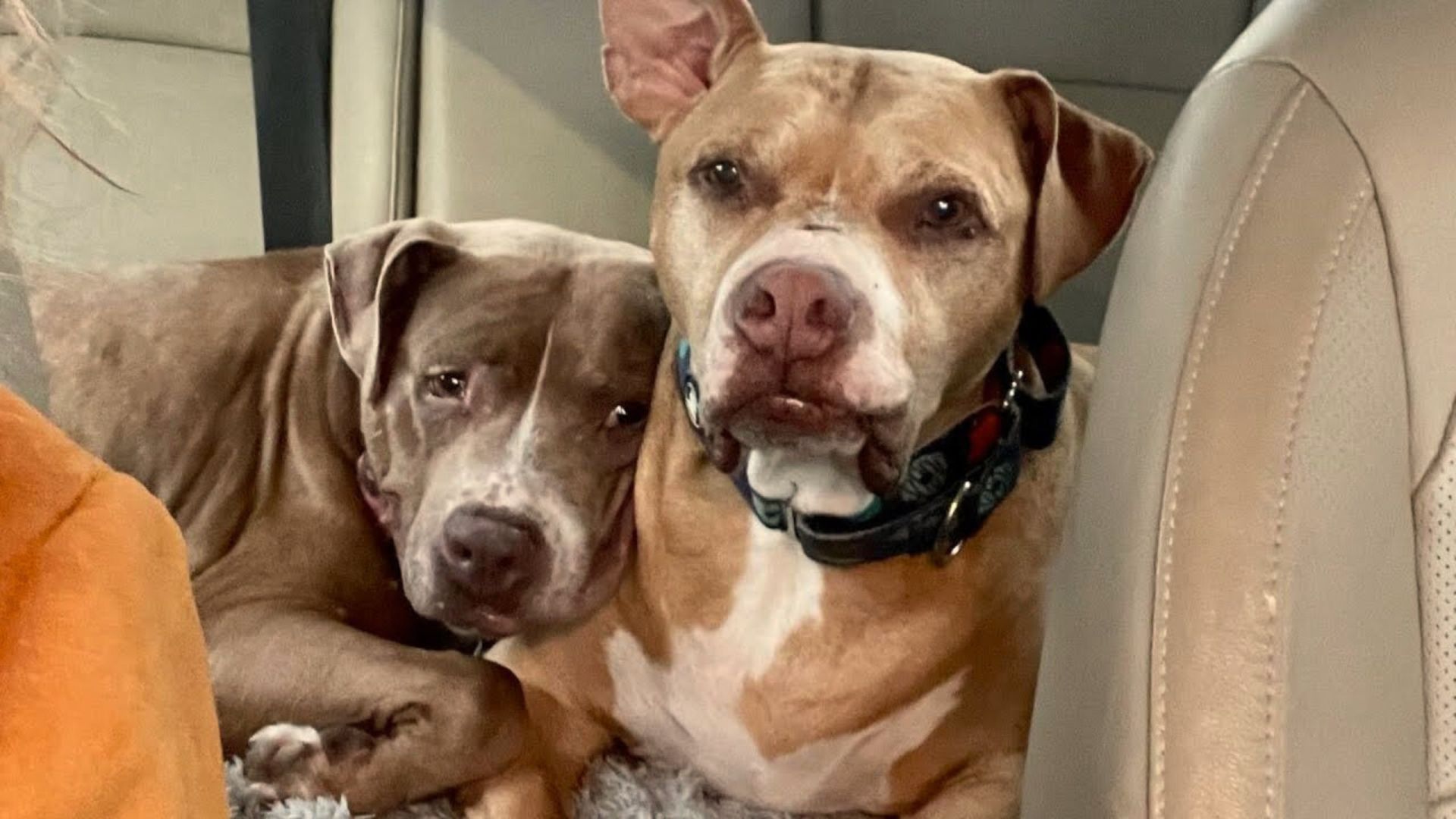 Sad Dogs Comforted Each Other After Their Best Friend Passed Away
