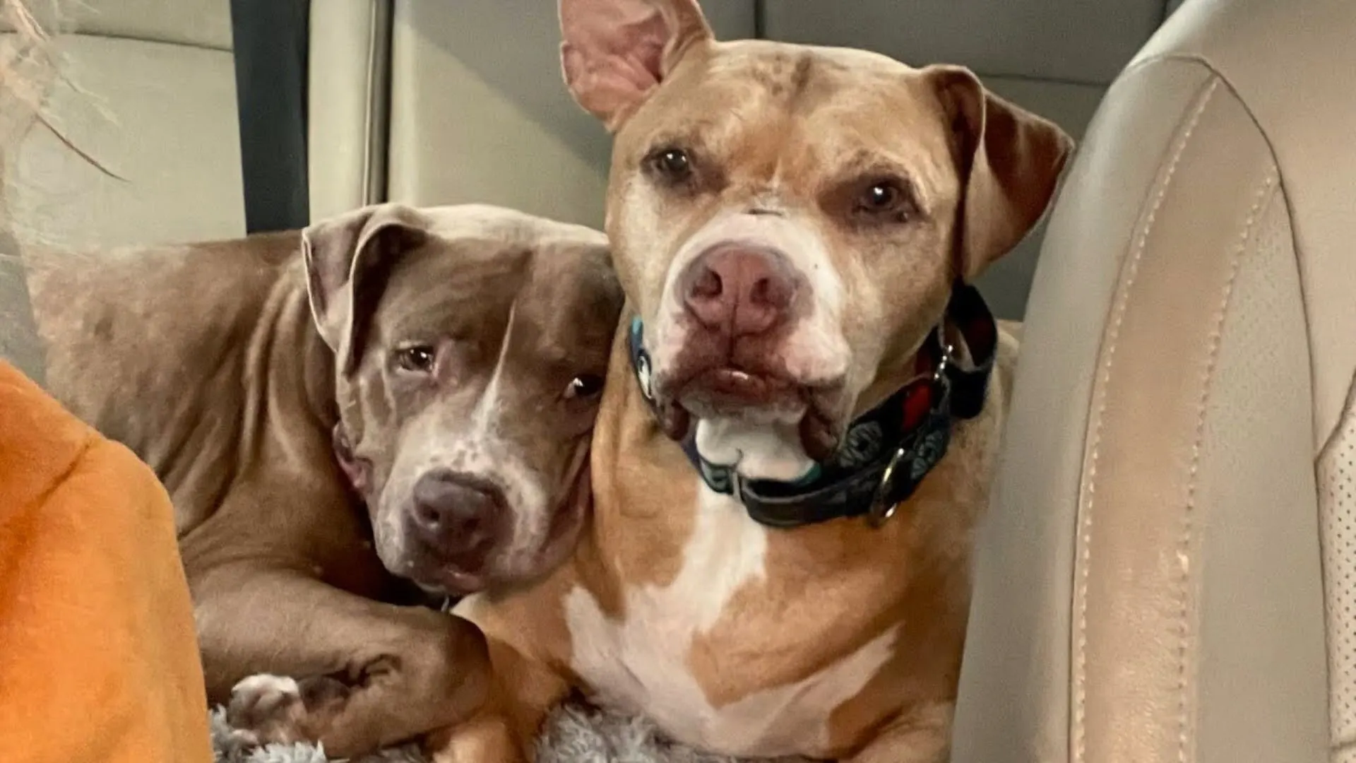 Los perros mayores en duelo siguen acurrucándose para consolarse después de perder a su mejor amigo