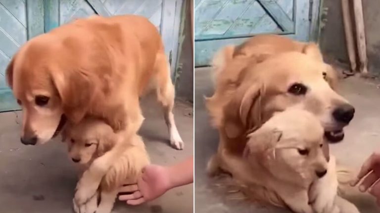 golden retriever mama and baby