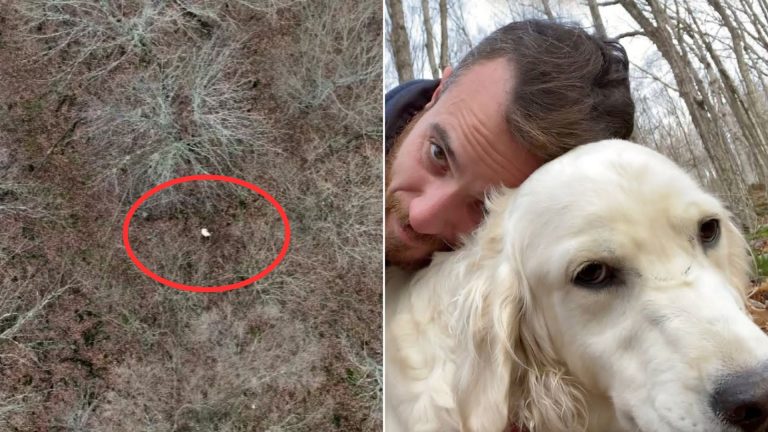 lost dog in forest