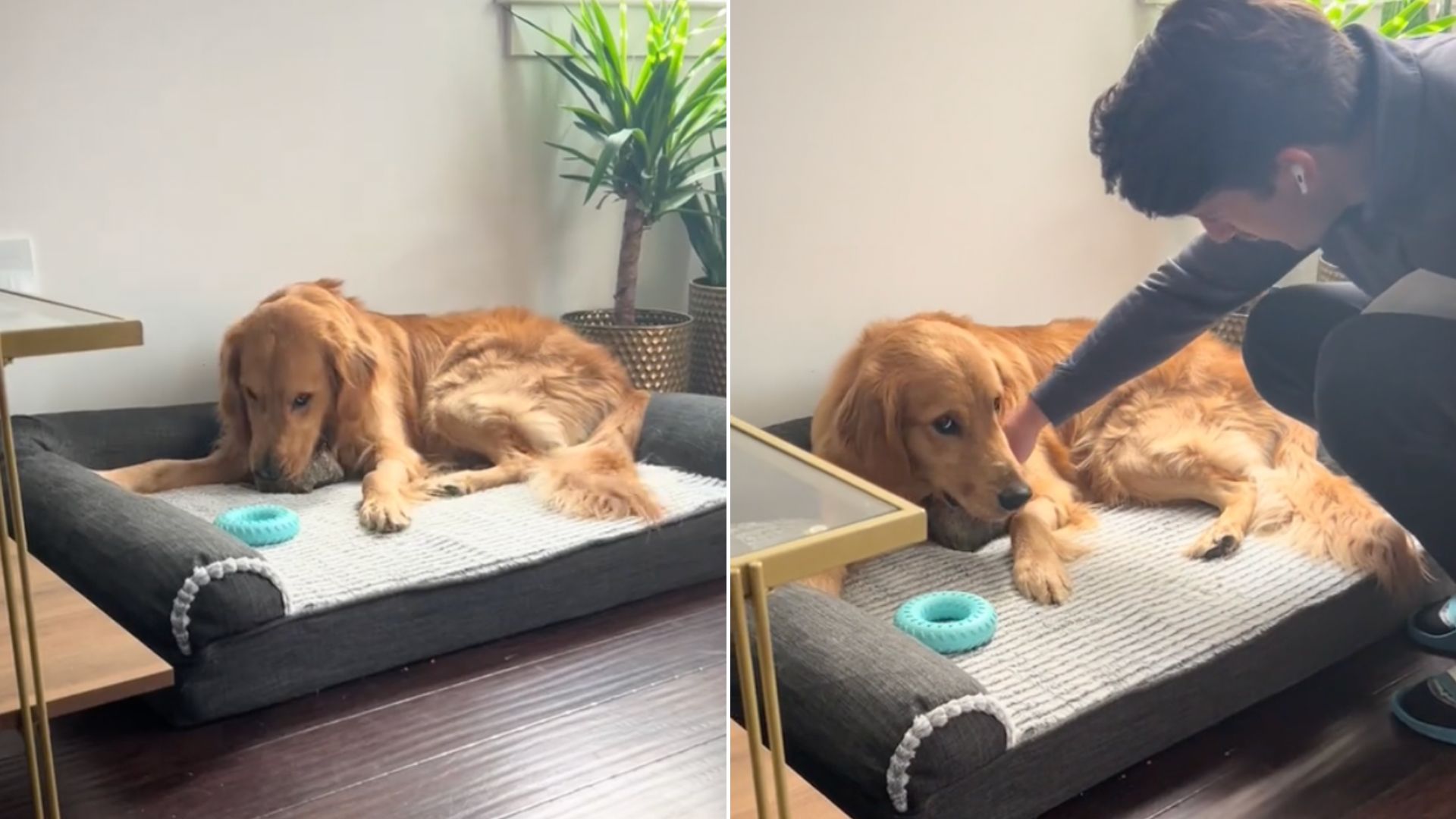 golden retriever laying on the couch