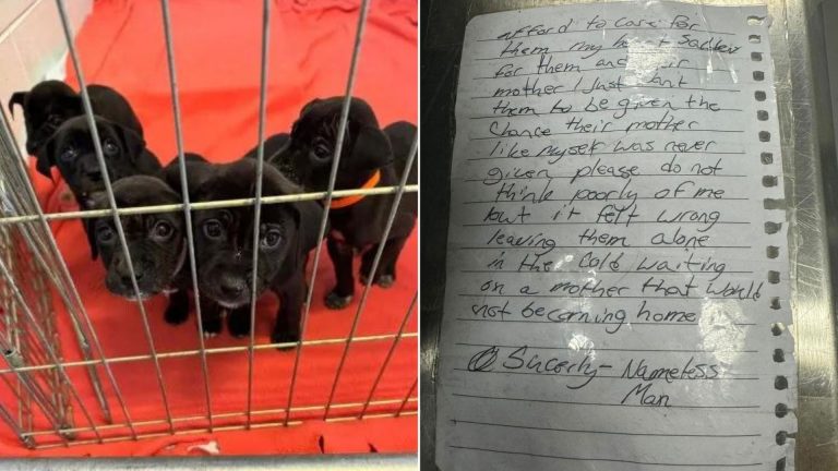 puppies with a heartbreak note