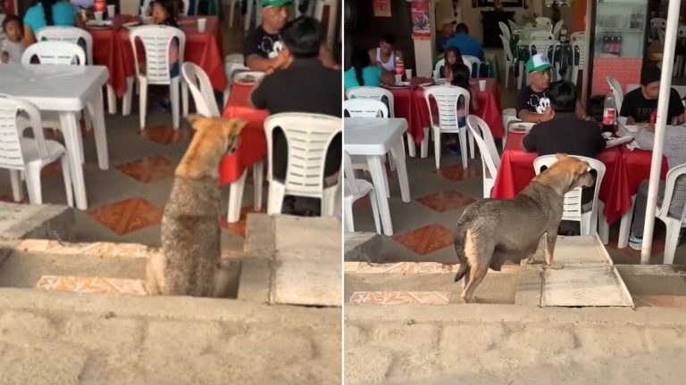 hungry dog in front restaurant