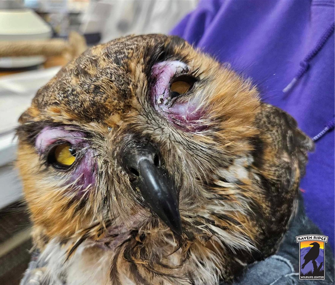 Injured owl