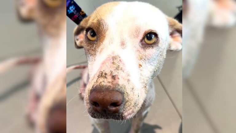 photo of an injured dog