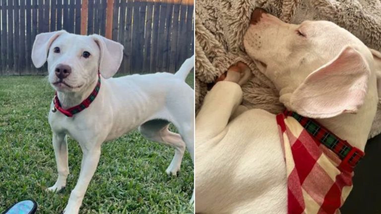 labrador retriever finds a family