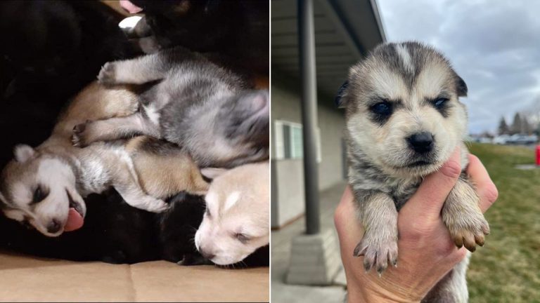 husky puppies saved from dispair