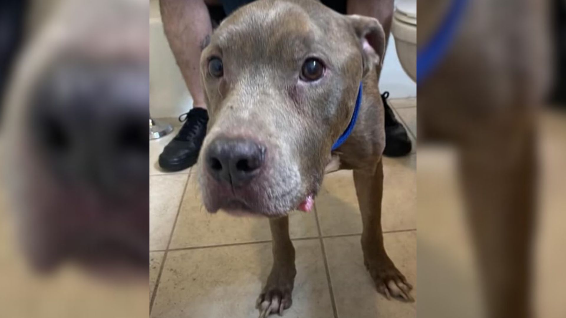 This Lost Pit Bull Was Missing For 8 Years Before Being Runited With His Owner