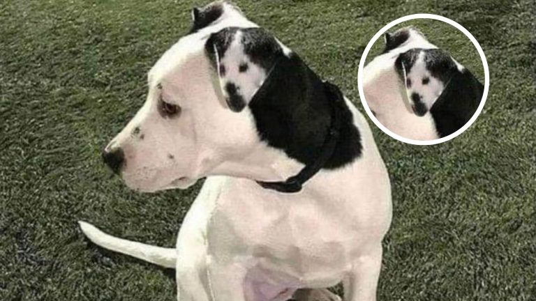 cute dog with funny ear