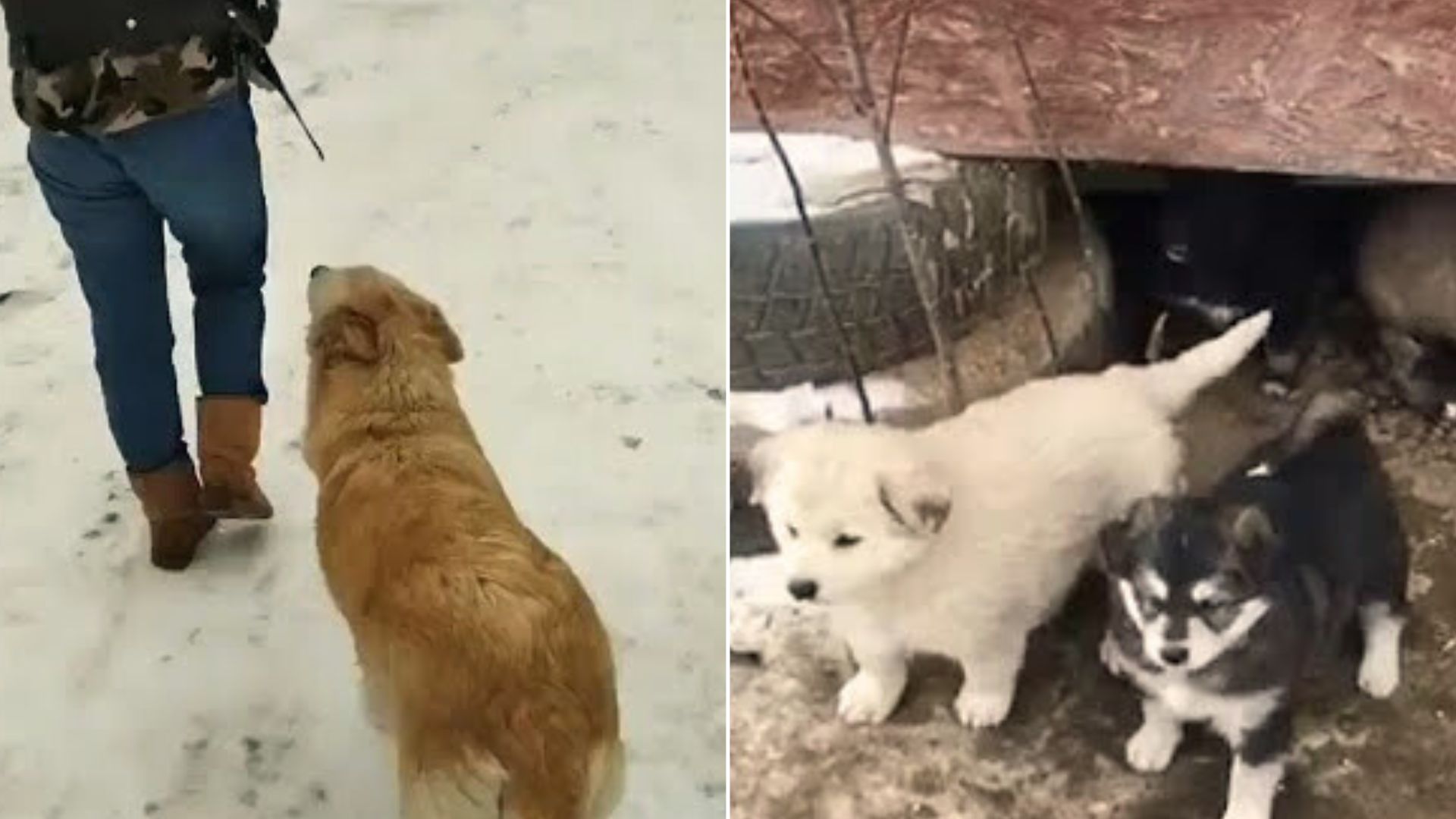 mama dog and puppies in cold weather