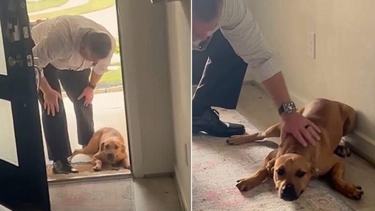 man petting stray pup