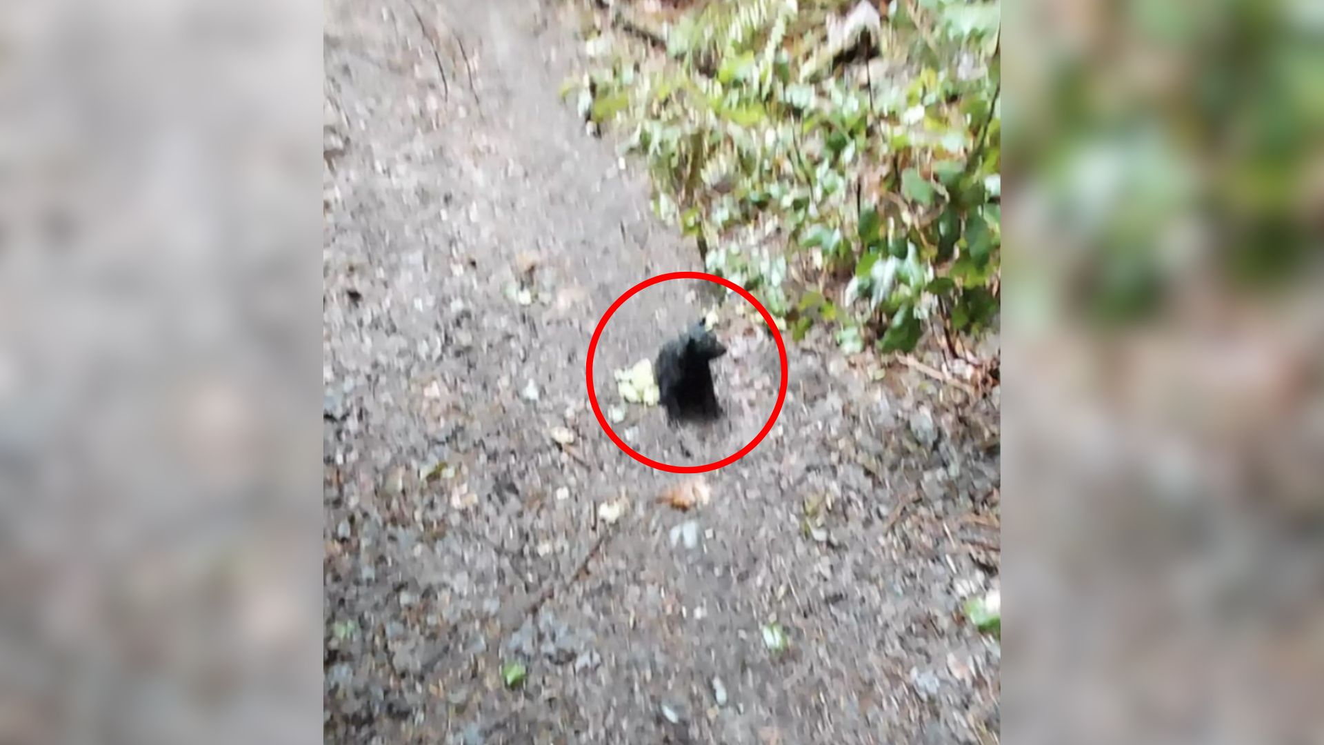 Hiker Finds A Strange Ball Of Black Fuzz All Covered In Mud, Then Learns Its True Identity