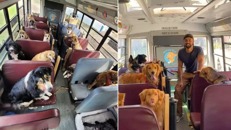 bus full of dogs