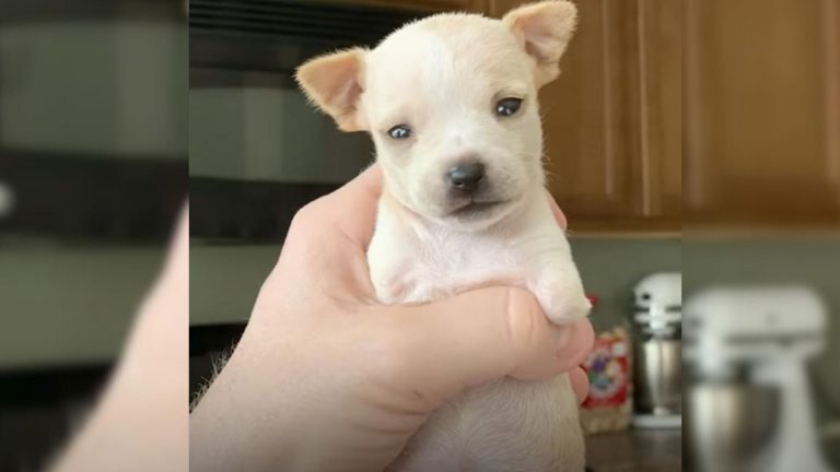 miracle puppy born with two legs