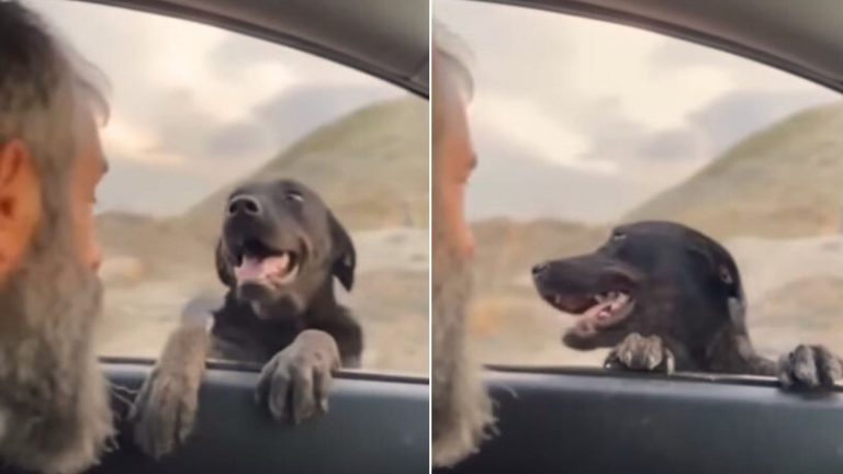 mom dog stops the rescuer car