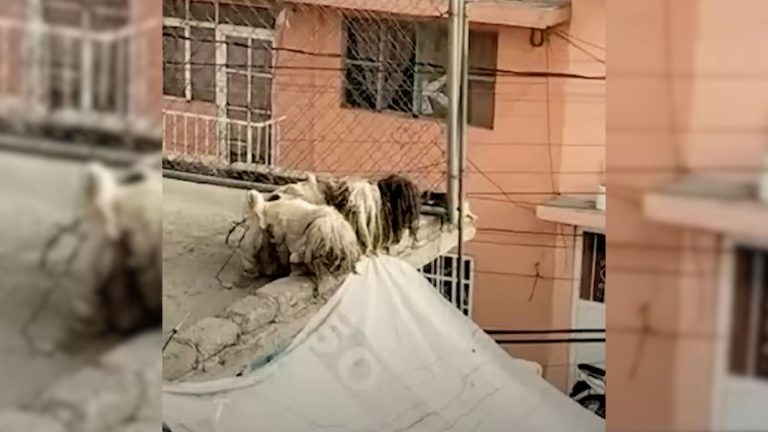 neighbor found something on the roof