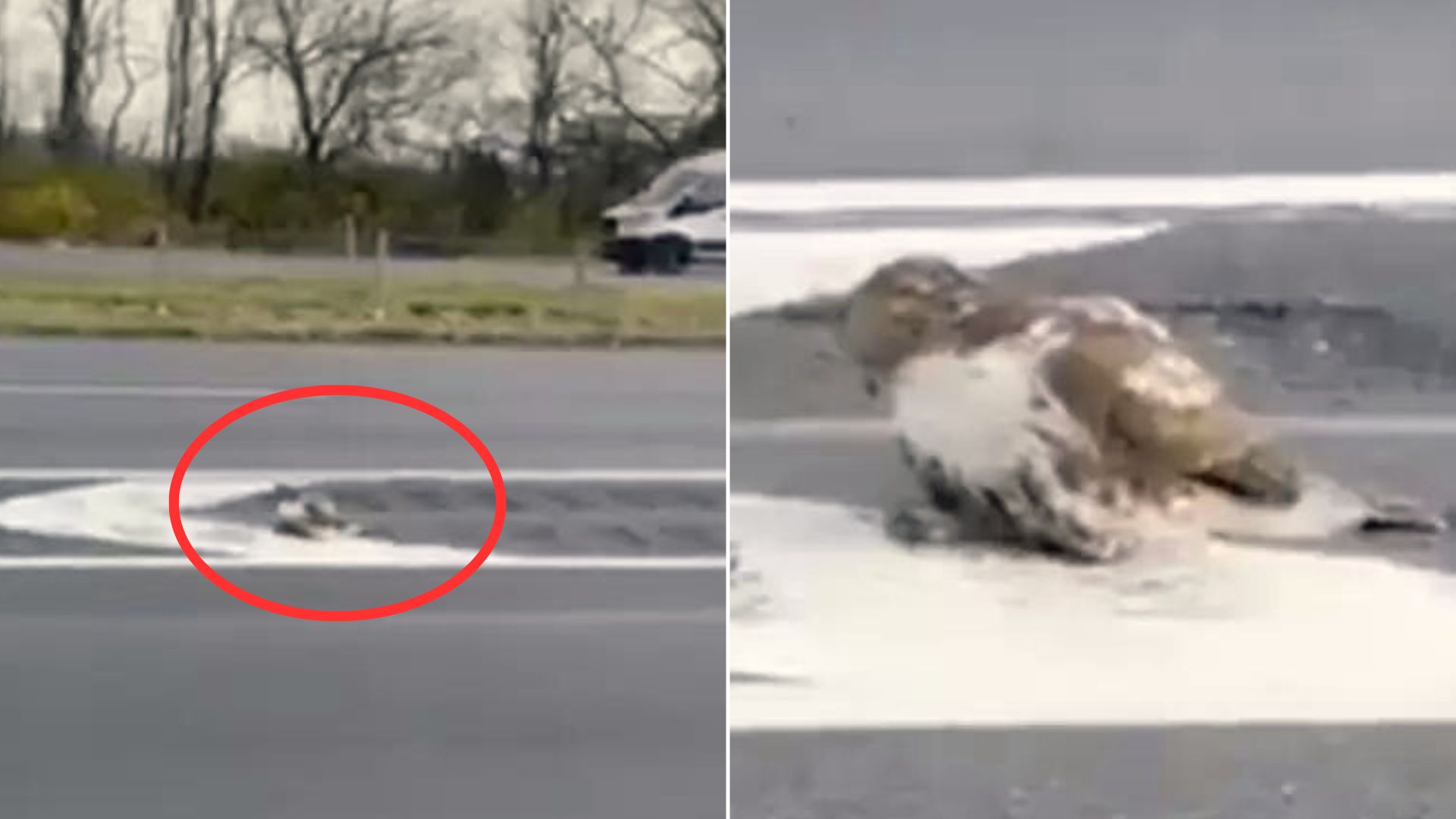 Everybody Passed By Mystery Animal In Need Until He Came Along