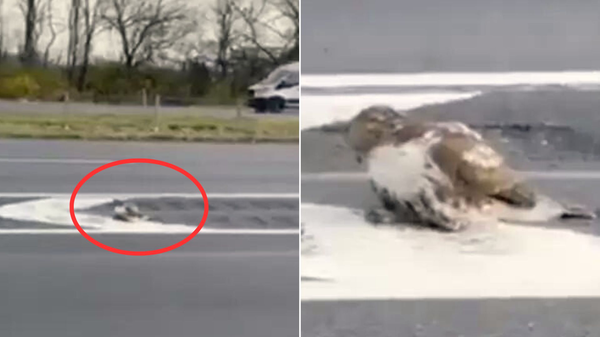 hawk laying on road