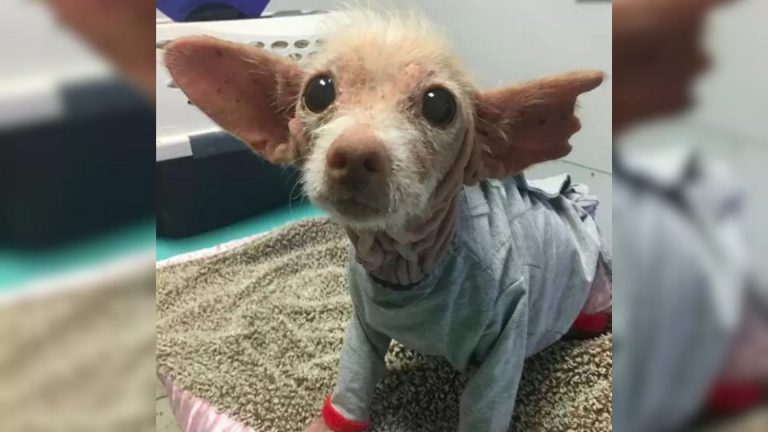 stray dog with shirt on