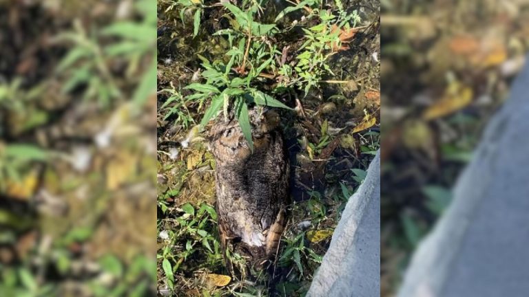 drowning owl