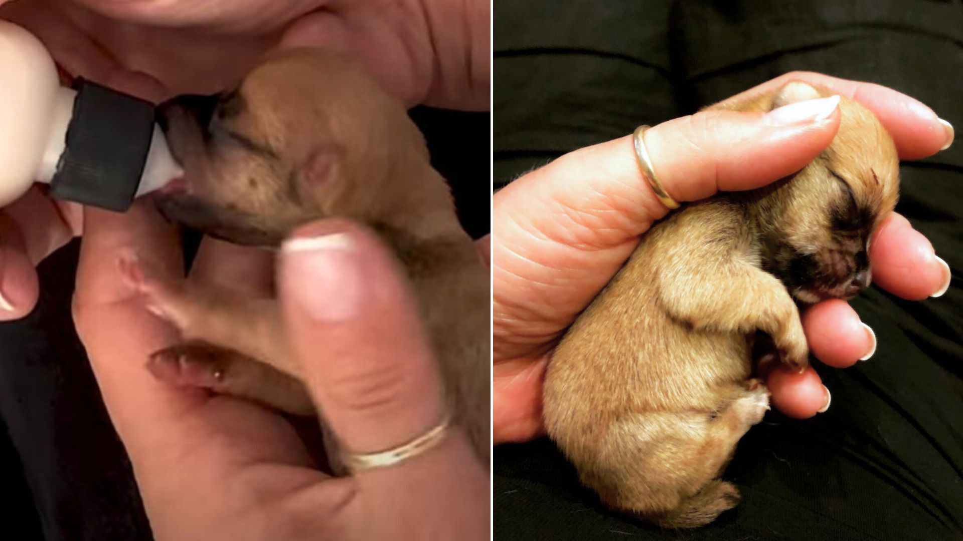 One-Eared Puppy The Size Of A Hamster Overcomes Every Challenge Life Throws At Him