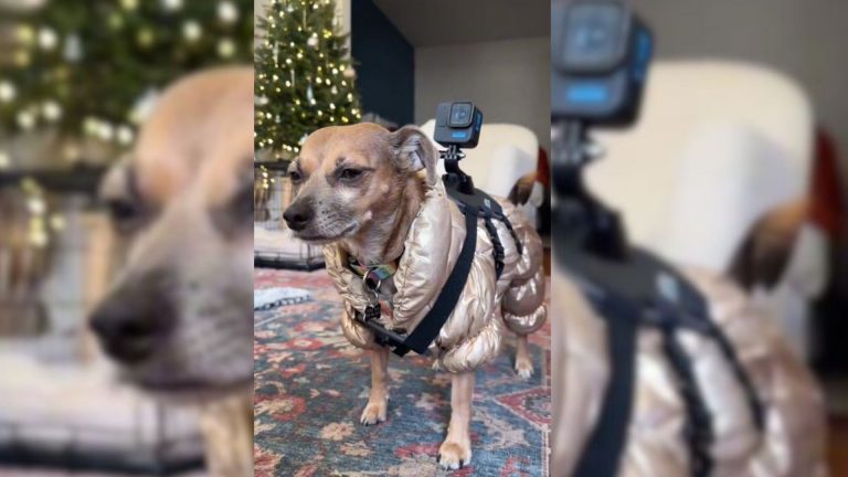 dog with camera