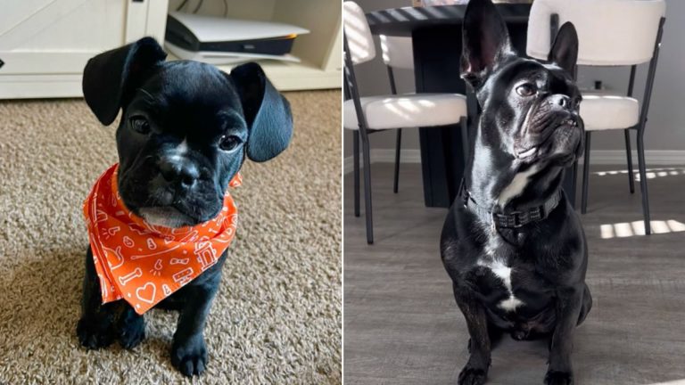 black dog with unusual condition