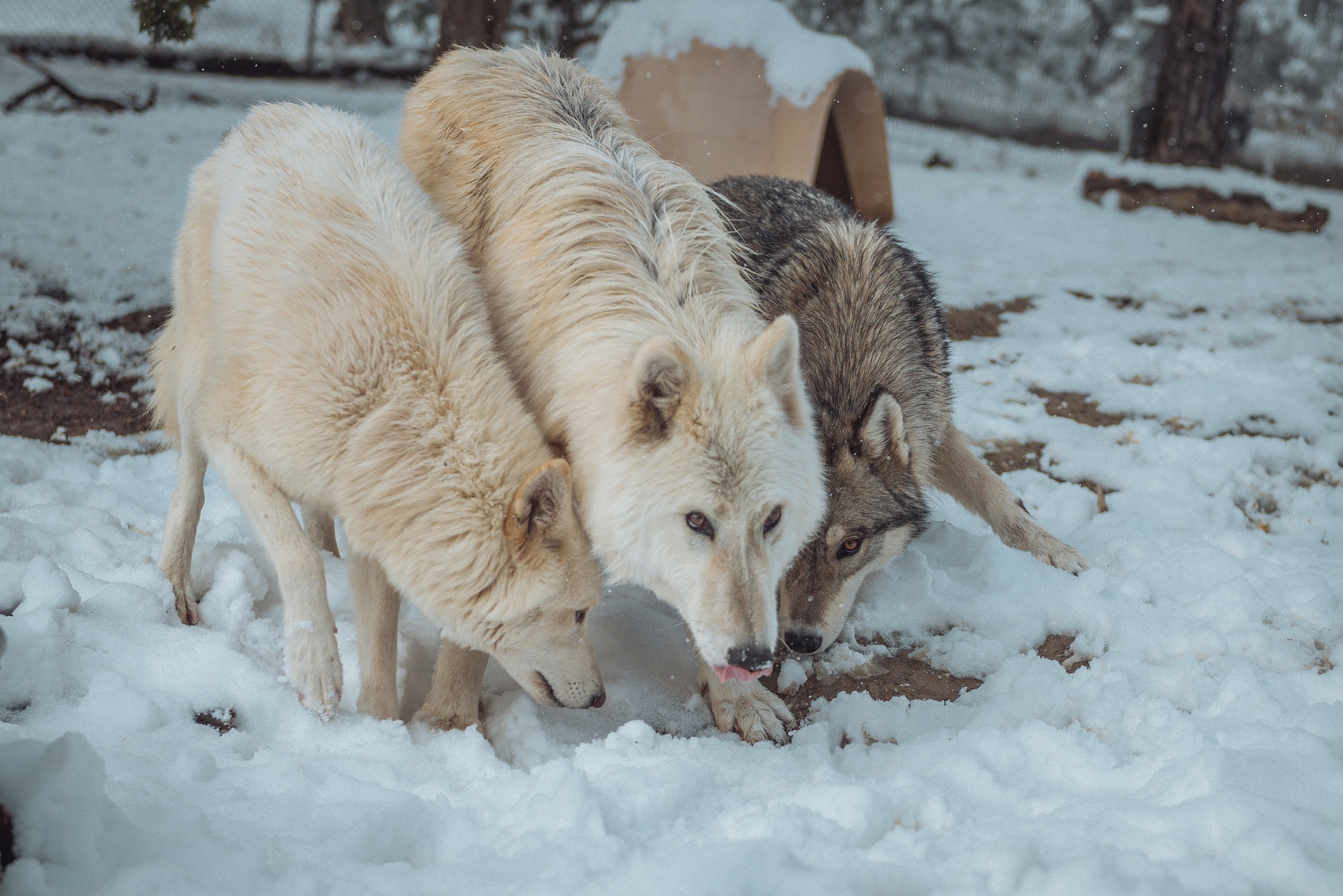 Pack of wolfdogs