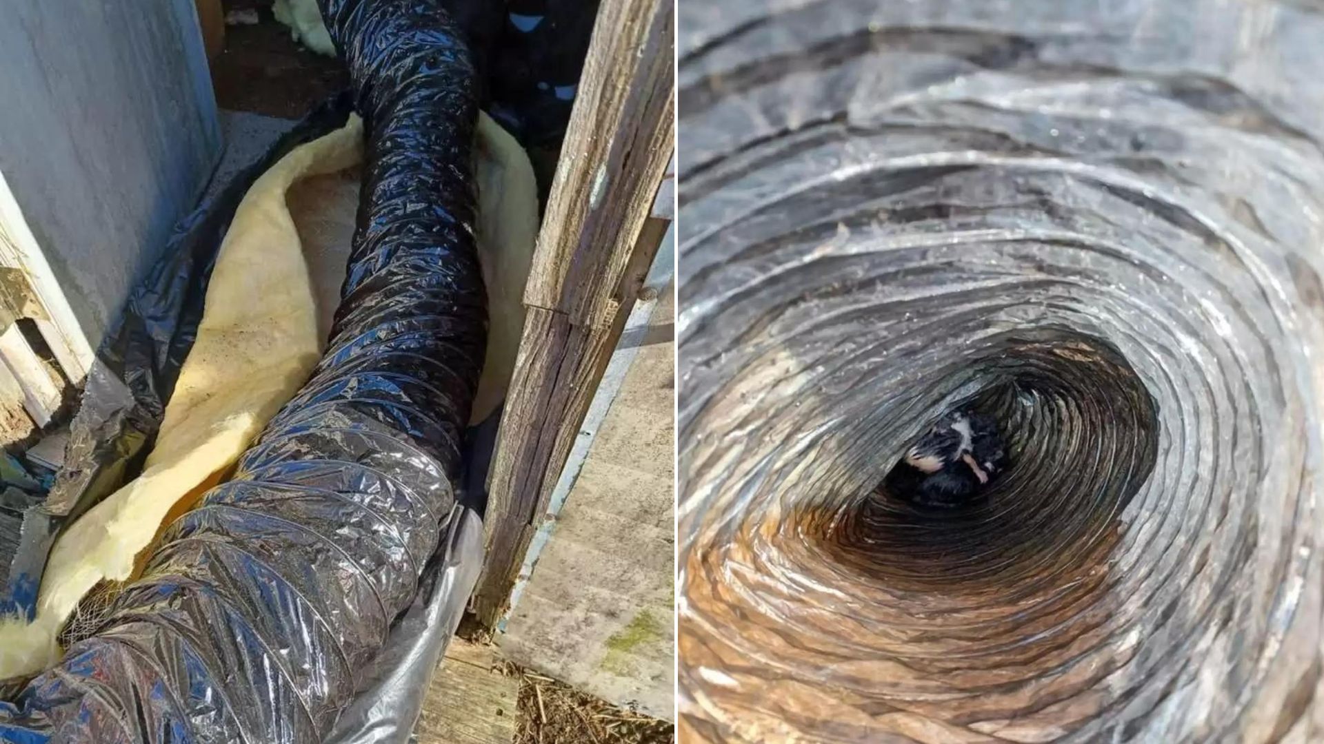 People Find A Shocking Surprise Within The Insulation Tube In An Abandoned Trailer