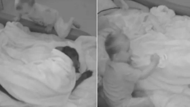 little boy with dog in bed