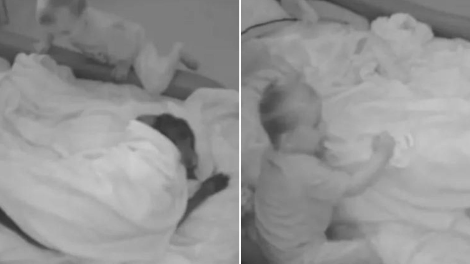 Witness A Hearwarming Video Of A Little Boy Tucking In His Dog Before Bedtime 