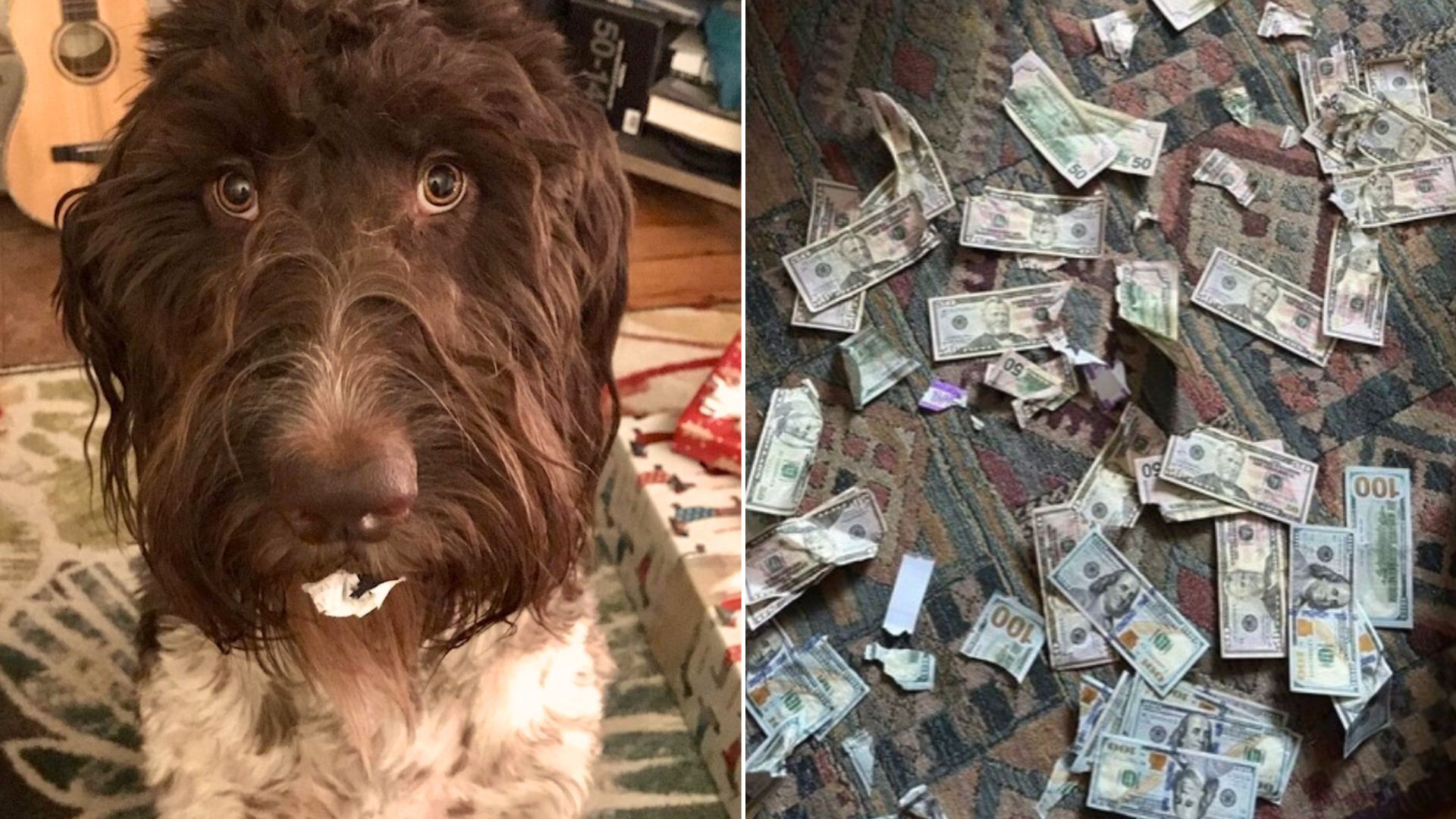 brown dog and money