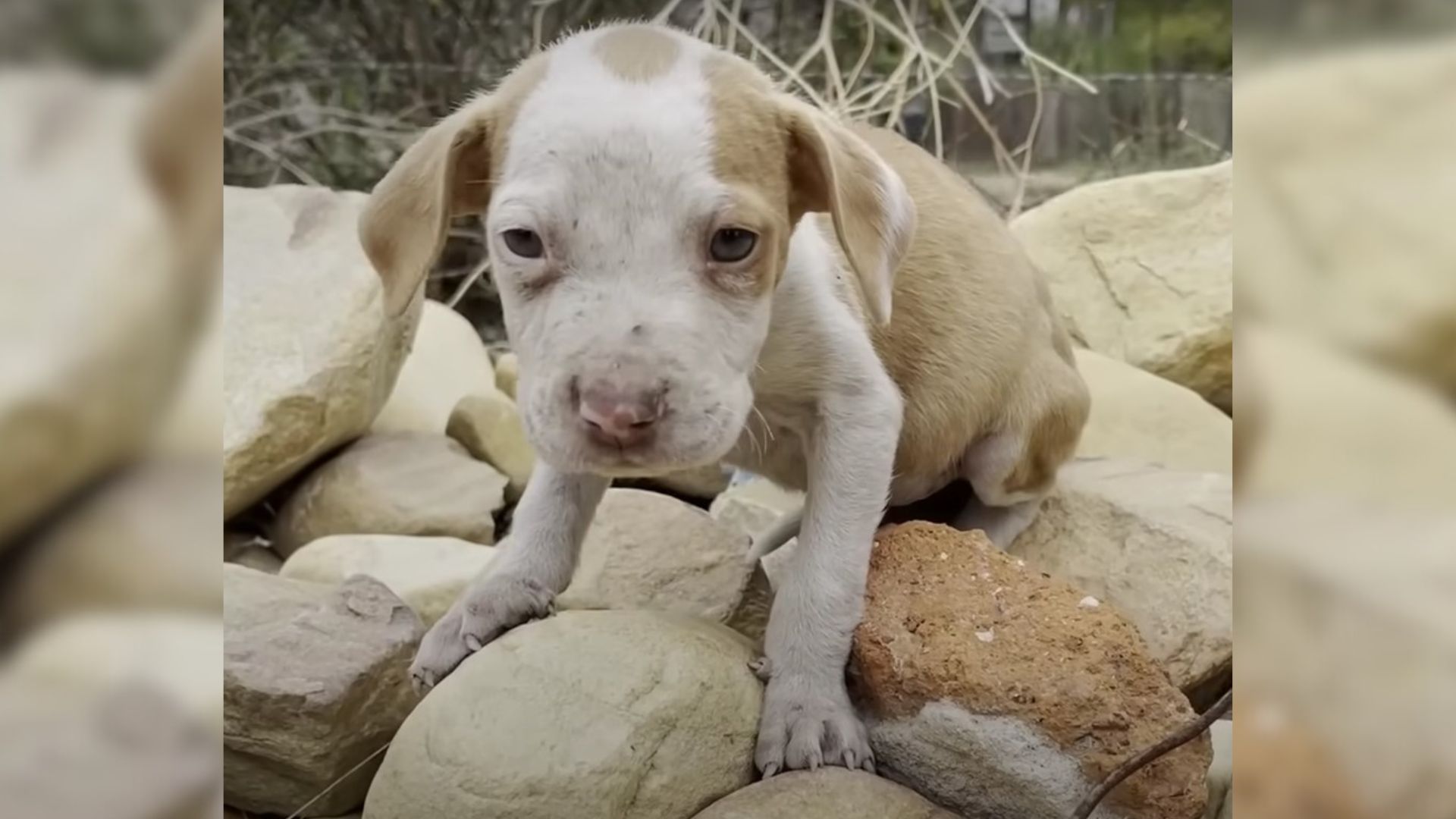 Pitty Puppy Couldn’t Stop Shaking Until He Found A Cat He Enjoyed Wrestling With
