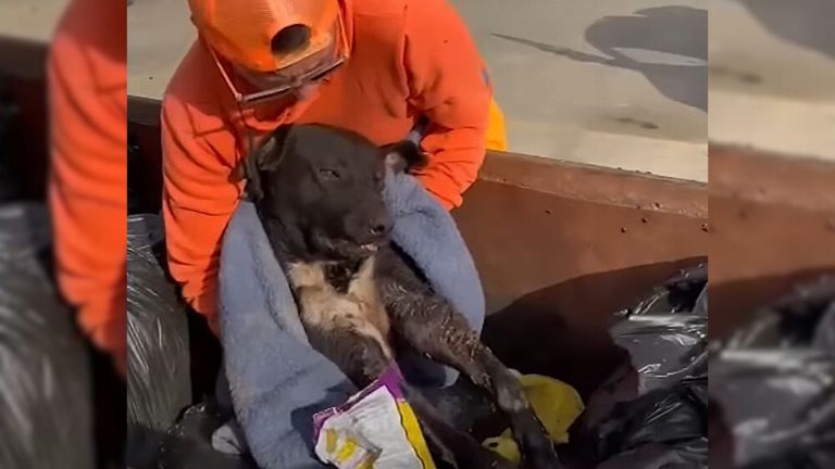 guy helping badly injured black dog