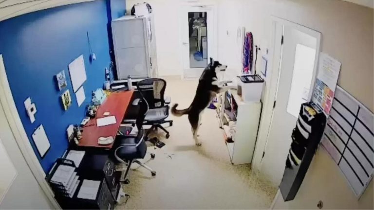 police officer finds a dog in office