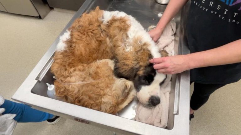 st Bernard dog curled up lying