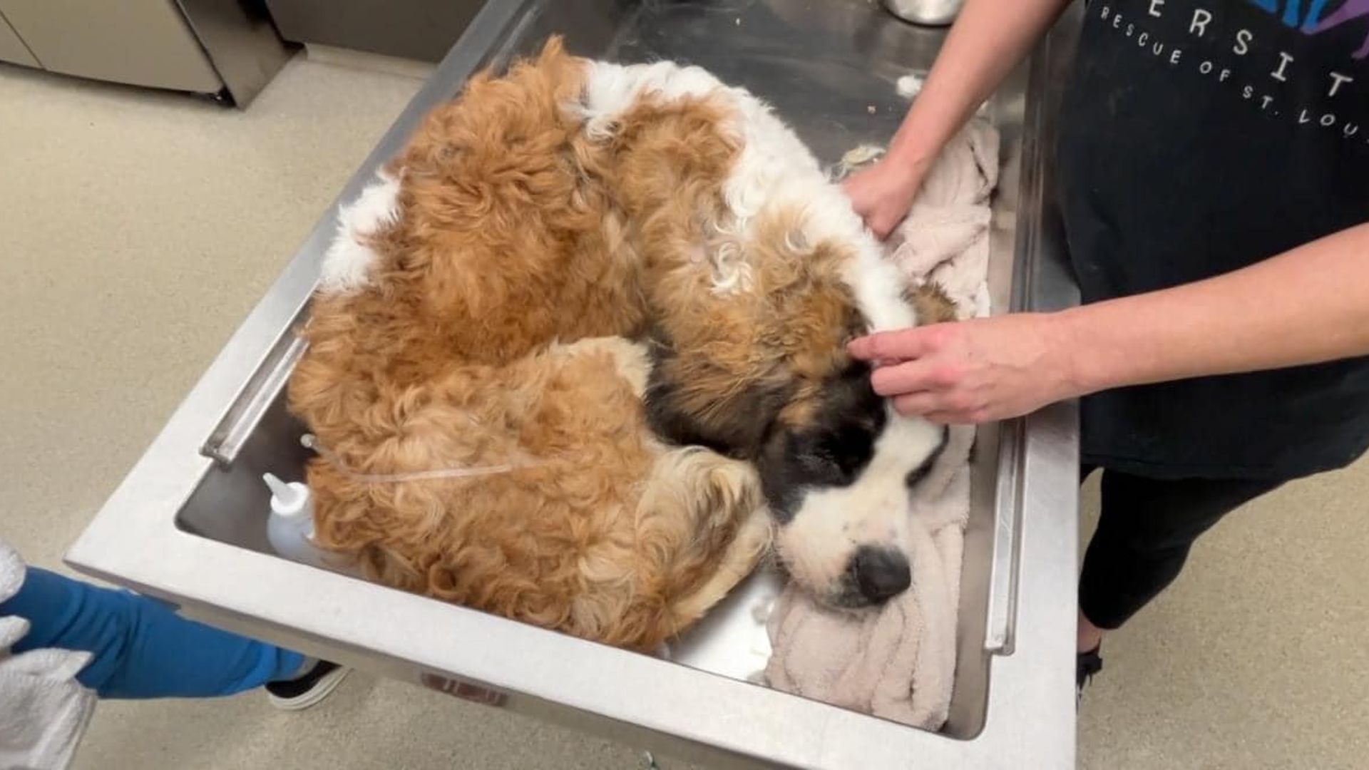 Poor St. Bernard Found In Crate In Abandoned House, Weighing At Least 80 Pounds Underweight