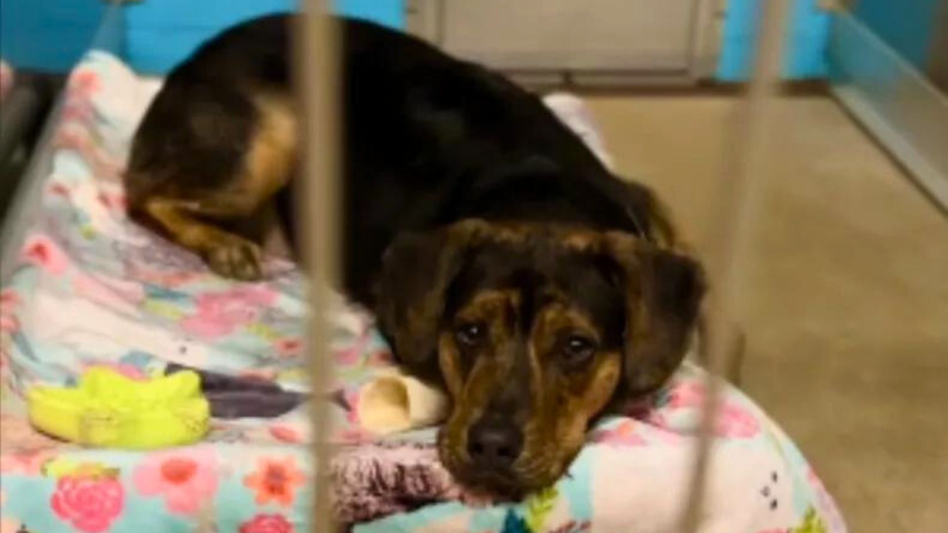 Pup Can’t Hide The Sadness From His Face After Adoptive Family Returned Him Back To The Shelter