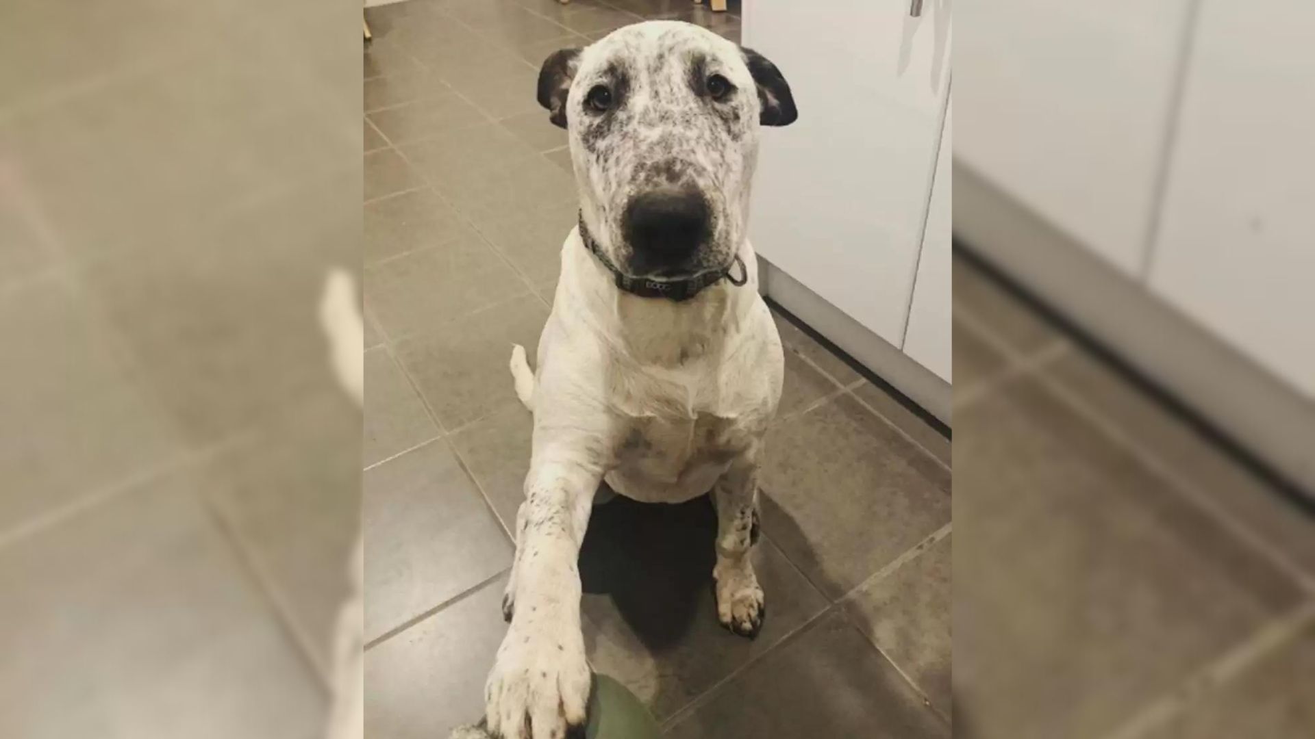 Heartbroken Dog Rejected By Two Families Hopes To Find A Loving Home After All
