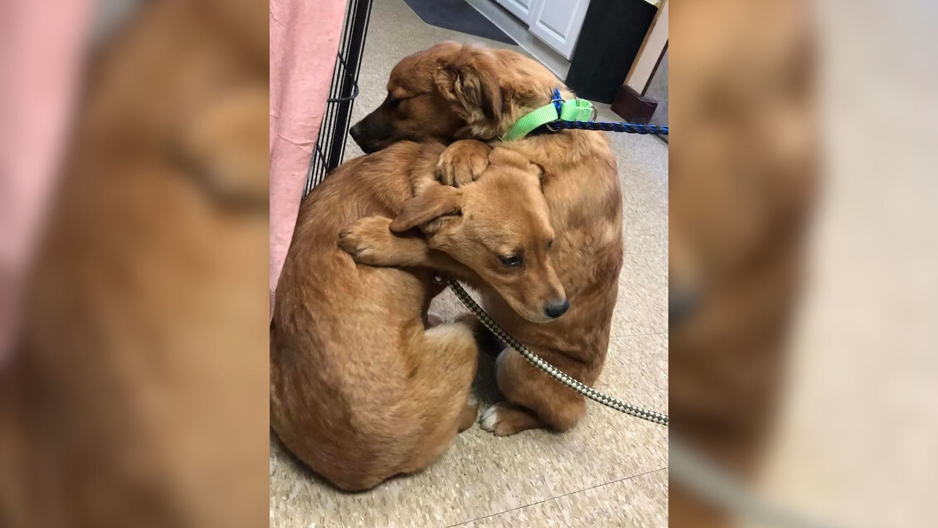 two puppies hugging each other