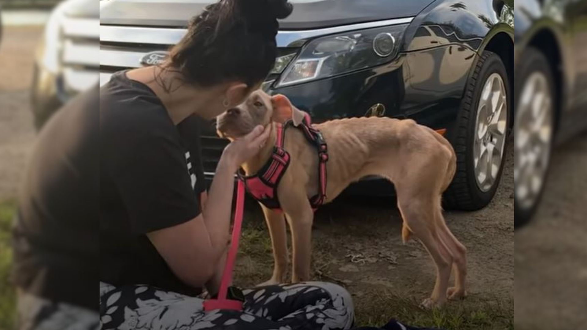 Puppy Found Tied Up To A Pole Falls In Love With Her New Mom