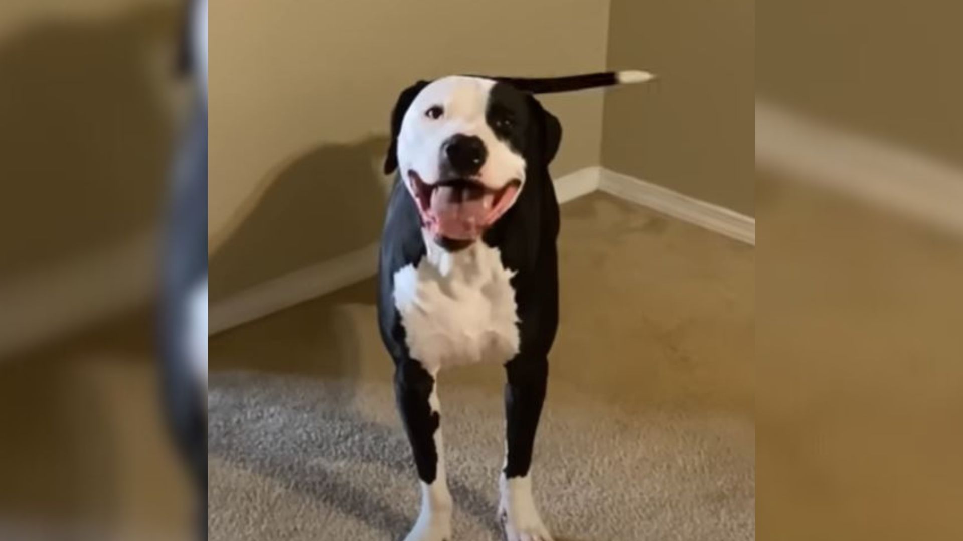 puppy indoors