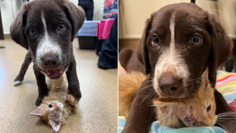 puppy had a life surgery