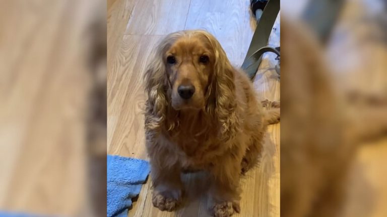 cocker spaniel doing trick with ears
